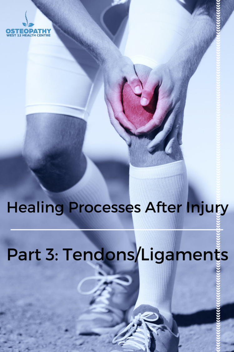 Healing Processes After Injury Part 3 Tendons and Ligaments